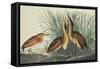 Least Bittern-John James Audubon-Framed Stretched Canvas