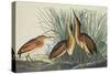 Least Bittern-John James Audubon-Stretched Canvas