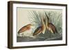 Least Bittern-John James Audubon-Framed Art Print