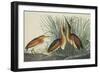 Least Bittern-John James Audubon-Framed Art Print