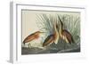 Least Bittern-John James Audubon-Framed Art Print