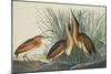 Least Bittern-John James Audubon-Mounted Art Print