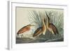 Least Bittern-John James Audubon-Framed Art Print