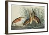 Least Bittern-John James Audubon-Framed Art Print