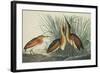 Least Bittern-John James Audubon-Framed Art Print