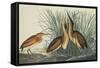 Least Bittern-John James Audubon-Framed Stretched Canvas