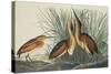 Least Bittern-John James Audubon-Stretched Canvas