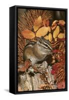 Least Chipmunk Among Leaves-null-Framed Stretched Canvas