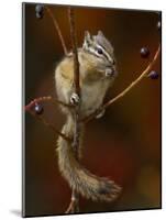 Least Chipmunk Eating Berries, Grand Teton National Park, Wyoming, USA-Rolf Nussbaumer-Mounted Photographic Print