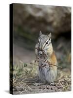 Least Chipmunk (Neotamias Minimus) Eating-James Hager-Stretched Canvas
