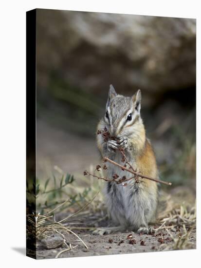 Least Chipmunk (Neotamias Minimus) Eating-James Hager-Stretched Canvas