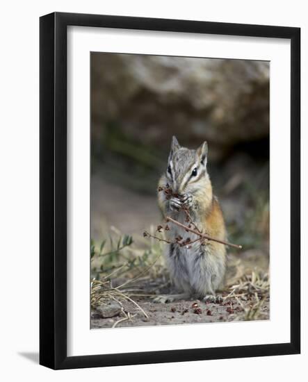 Least Chipmunk (Neotamias Minimus) Eating-James Hager-Framed Photographic Print