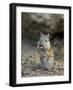 Least Chipmunk (Neotamias Minimus) Eating-James Hager-Framed Photographic Print