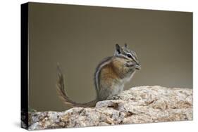 Least Chipmunk (Neotamias Minimus) Eating-James Hager-Stretched Canvas