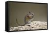 Least Chipmunk (Neotamias Minimus) Eating-James Hager-Framed Stretched Canvas