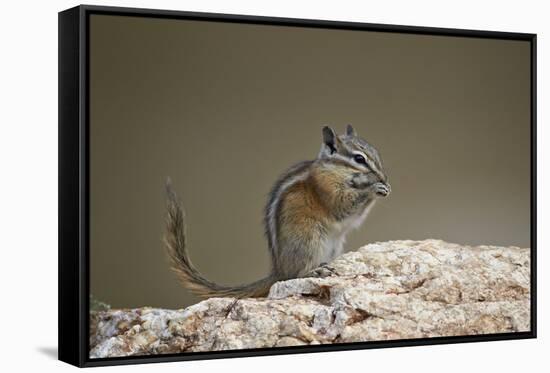 Least Chipmunk (Neotamias Minimus) Eating-James Hager-Framed Stretched Canvas