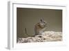 Least Chipmunk (Neotamias Minimus) Eating-James Hager-Framed Photographic Print