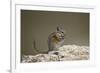 Least Chipmunk (Neotamias Minimus) Eating-James Hager-Framed Photographic Print