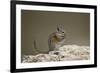 Least Chipmunk (Neotamias Minimus) Eating-James Hager-Framed Photographic Print