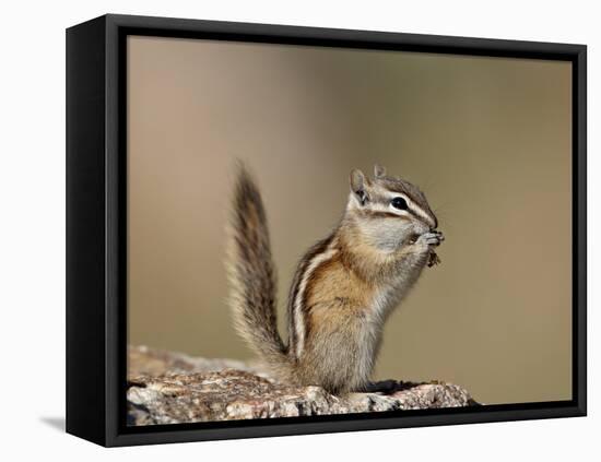 Least Chipmunk (Neotamias Minimus) Eating-James Hager-Framed Stretched Canvas