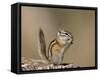 Least Chipmunk (Neotamias Minimus) Eating-James Hager-Framed Stretched Canvas