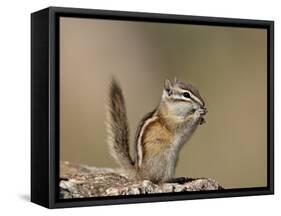 Least Chipmunk (Neotamias Minimus) Eating-James Hager-Framed Stretched Canvas