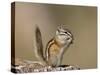 Least Chipmunk (Neotamias Minimus) Eating-James Hager-Stretched Canvas