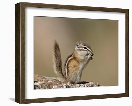 Least Chipmunk (Neotamias Minimus) Eating-James Hager-Framed Photographic Print