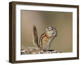 Least Chipmunk (Neotamias Minimus) Eating-James Hager-Framed Photographic Print