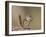 Least Chipmunk (Neotamias Minimus) Eating-James Hager-Framed Photographic Print