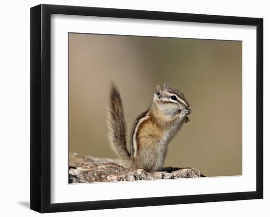 Least Chipmunk (Neotamias Minimus) Eating-James Hager-Framed Photographic Print