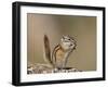 Least Chipmunk (Neotamias Minimus) Eating-James Hager-Framed Photographic Print