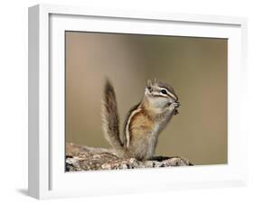 Least Chipmunk (Neotamias Minimus) Eating-James Hager-Framed Photographic Print