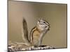 Least Chipmunk (Neotamias Minimus) Eating-James Hager-Mounted Photographic Print