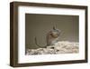 Least Chipmunk (Neotamias Minimus) Eating-James Hager-Framed Photographic Print