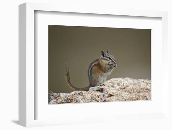 Least Chipmunk (Neotamias Minimus) Eating-James Hager-Framed Photographic Print