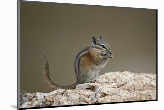Least Chipmunk (Neotamias Minimus) Eating-James Hager-Mounted Photographic Print