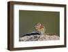 Least chipmunk (Tamias minimus) (Neotamias minimus (Eutamias minimus), San Juan National Forest, Co-James Hager-Framed Photographic Print