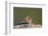 Least chipmunk (Tamias minimus) (Neotamias minimus (Eutamias minimus), San Juan National Forest, Co-James Hager-Framed Photographic Print