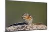 Least chipmunk (Tamias minimus) (Neotamias minimus (Eutamias minimus), San Juan National Forest, Co-James Hager-Mounted Photographic Print