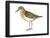 Least Sandpiper (Calidris Minutilla), Birds-Encyclopaedia Britannica-Framed Poster