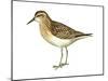 Least Sandpiper (Calidris Minutilla), Birds-Encyclopaedia Britannica-Mounted Poster