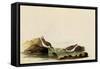 Least Sandpipers-John James Audubon-Framed Stretched Canvas