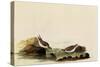 Least Sandpipers-John James Audubon-Stretched Canvas