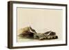 Least Sandpipers-John James Audubon-Framed Giclee Print