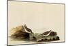 Least Sandpipers-John James Audubon-Mounted Giclee Print