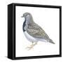 Least Seedsnipe (Thinocorus Rumicivorus), Birds-Encyclopaedia Britannica-Framed Stretched Canvas