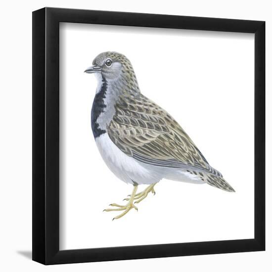 Least Seedsnipe (Thinocorus Rumicivorus), Birds-Encyclopaedia Britannica-Framed Poster