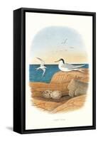 Least Tern and Eggs-null-Framed Stretched Canvas