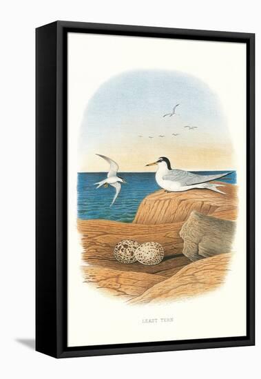 Least Tern and Eggs-null-Framed Stretched Canvas
